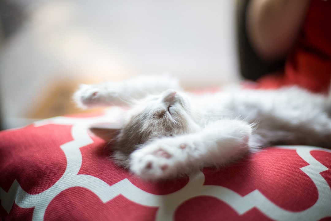 Photo Kitten pile